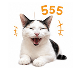 856922398