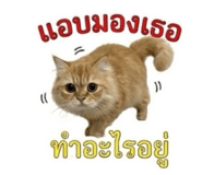 856923230
