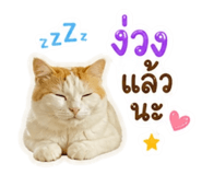856923333