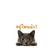 856923522