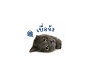 856923527