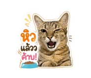 856924534