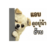 856925705