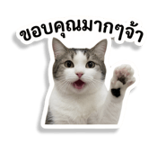 856927545