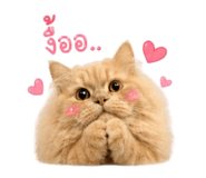 856927729