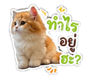 856939127