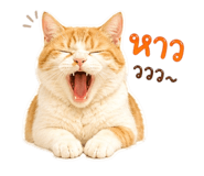 856939344