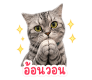 856944338