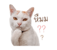 856944355