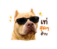 856948527