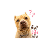 856948559