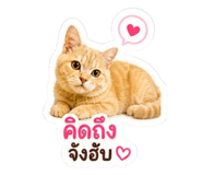 856950380