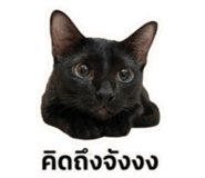 856950931
