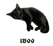 856950940