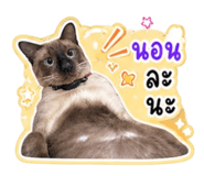 856952559