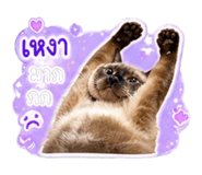 856952560