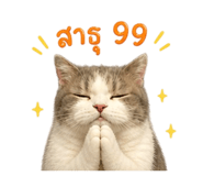 856954989