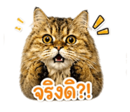 856955381