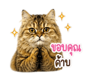 856955392