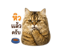 856955393