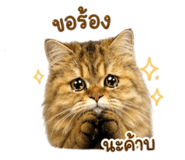 856955397