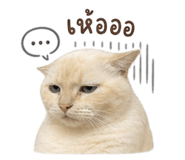856960967