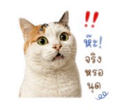 856962501