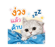 856962595