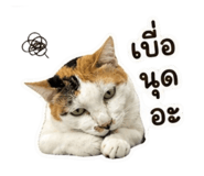 856964067