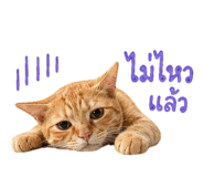 856977015