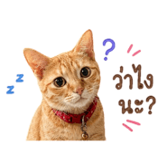 856977022