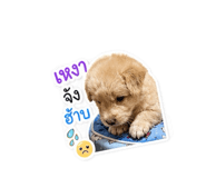 856977572