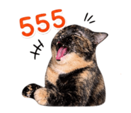856977653