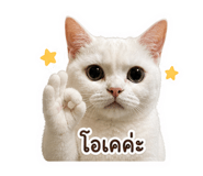 856981077