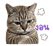 856981467