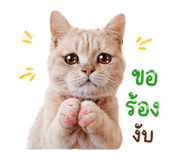 856983333