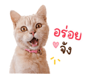 856983342