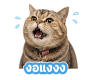 856984475