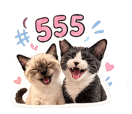 856985611