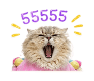 856990255
