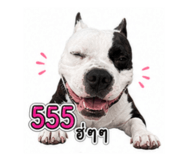 856990403