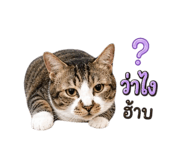 856990461