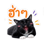 856990914