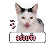 856991300