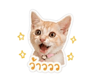 856991621