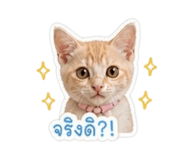856991633