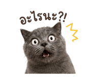 856992748