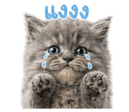 856993126