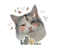 856993426