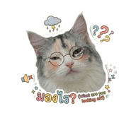856993427